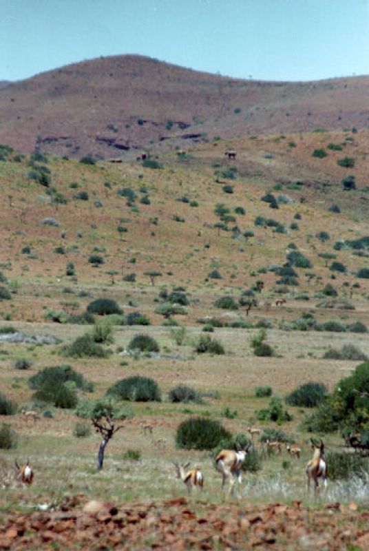 Springböcke - Wüstenzebras - Wüstenelefanten im Hintergrund
